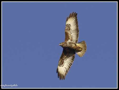 Buse variable